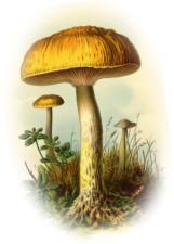Mushroom